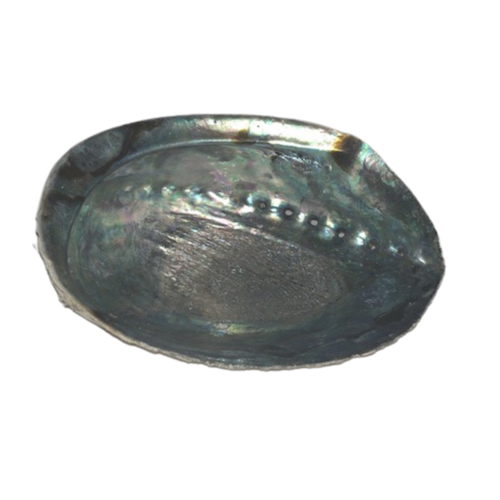 Abalone Shell